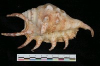 藏品(蜘蛛螺)的圖片